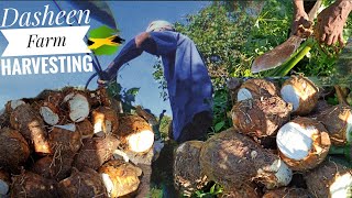 Dasheen Farm Harvesting In Jamaica [upl. by Rozina467]