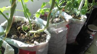 free DIY self watering grow bag for vegetable gardening on balcony or patio [upl. by Sink]