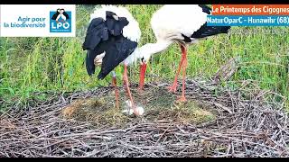 LIVECAM NaturOparC  Premier cigogneau visible de jour chez Suzel amp Fritz [upl. by Herwick]