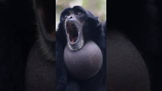 Siamang Gibbons Sounds [upl. by Nannoc283]