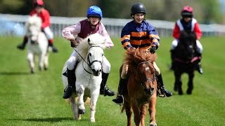 Shetland pony racing [upl. by Bergquist]