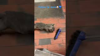 Frenchie versus broom part 2🤣🐶puppy funny cute [upl. by Frans954]