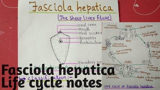 Fasciola hepatica  Life cycle full notes explain in hindi [upl. by Achilles]