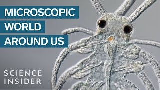 AwardWinning Footage Of The Microsopic World Around Us [upl. by Nadroj]