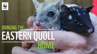 Bringing The Eastern Quoll Home  WWFAustralia [upl. by Applegate]