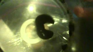 Nonnewtonian Ferrofluid [upl. by Rangel]