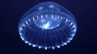 Aequorea spp Jellyfish [upl. by Siesser253]