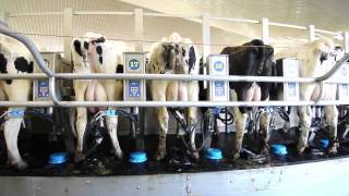 Dairymaster Swiftflo Revolver Rotary Parlour [upl. by Dewees916]