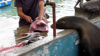 Fishmarket Puerto Ayora Santa Cruz Island Galapagos [upl. by Nolyar]