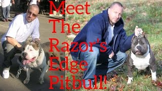 What Is A Razors Edge Pitbull [upl. by Jak]