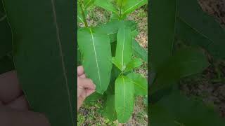 Poke Milkweed vs Common Milkweed themilkweedman pokemilkweed commonmilkweed milkweedformonarchs [upl. by Asiak]