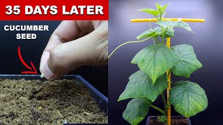 EPIC Cucumber Plant Growth 35 Days Time Lapse [upl. by Sorcim]