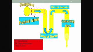 Cystinosis The Early Years Fanconi Syndrome and More [upl. by Helse]