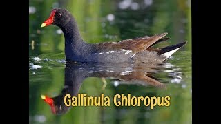 Gallinula chloropus Common Moorhen [upl. by Raddy]