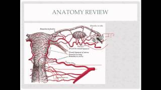 vaginal hysterectomy  description indications and questions [upl. by Retrop397]