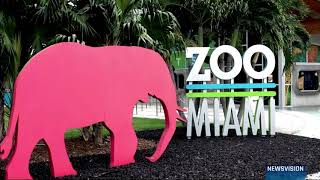 ZOO Miami Package Melanie Lowe [upl. by Alemac]