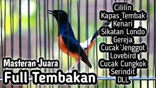 MURAI BATU GACOR FULL ISIAN TEMBAKAN CILILIN KENARI KAPAS TEMBAK GEREJA CUNGKOK LOVEBIRD TENGKEK DLL [upl. by Amalie493]