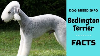 Bedlington Terrier dog breed All breed characteristics and facts about Bedlington Terrier [upl. by Ashton]