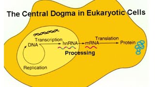 central dogma of life  class 9 [upl. by Gaelan979]