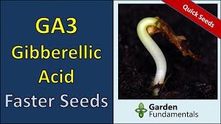 Gibberellic Acid  GA3  Germinate Seeds Faster  How and When [upl. by Eeladnerb]