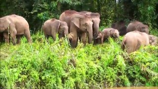 Kinabatangan Wildlife Safari with Borneo Eco Tours  Sabah Borneo [upl. by Ehttam]