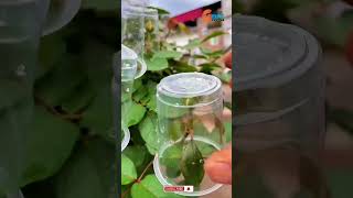 Plants Farming Family how to grow roses flowers shorts flowers plants farming trending viral [upl. by Entsirhc416]