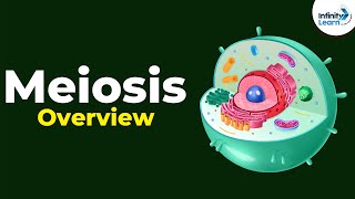 Overview of Meiosis  Dont Memorise [upl. by Llenyaj]