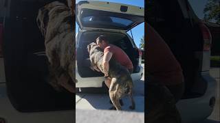 200lb English Mastiff vs 125lb Cane Corso being being lazy dog mastiff canecorso [upl. by Tibold]