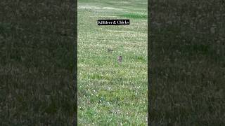 Killdeer and Chicks 🐥 killdeer chicks wildillinois birdslover birding [upl. by Carmela]