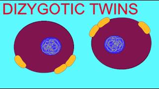 EMBRYONIC DEVELOPMENT DIZYGOTIC TWINS [upl. by Yllah]