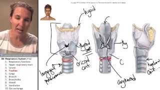 the Trachea Respiratory System ☆ Human Anatomy Course [upl. by Vinny16]