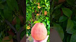 Easiest way to cut and eat a Grapefruit [upl. by Vance]