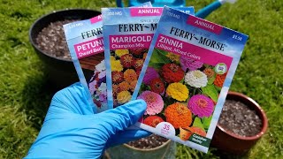 Planting Annual Flower Seeds in Containers  Marigolds Petunias and Zinnias [upl. by Nahs]