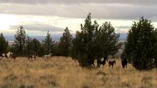 Wild Horses of the Steens Mountain  Our first glimpse of War Eagle and Copperhead stallions [upl. by Husch771]