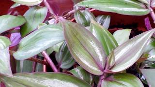 A Closer Look at TRADESCANTIA ZEBRINA  Spiderwort Wandering Jew [upl. by Kendall]