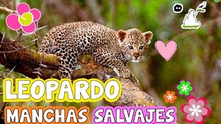 LEOPARDO MANCHAS SALVAJES [upl. by Danzig117]