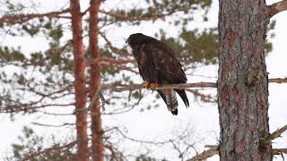 COMMON BUZZARD CALL buteo buteo [upl. by Nylzzaj197]