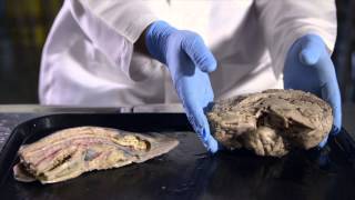 We Are Modified Fish A History of Human Evolution — HHMI BioInteractive Video [upl. by Stelu]