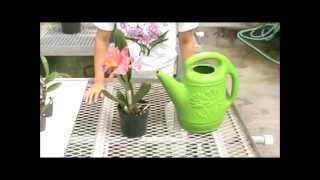 How to Water Orchid Plants  Akatsuka Orchid Gardens [upl. by Daryl]