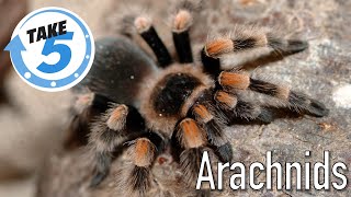 Arachnids Take 5 [upl. by Standish854]