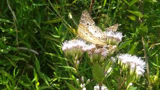 Anartia jatrophae [upl. by Andrej57]