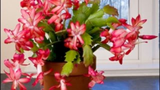 Care amp Culture of Christmas Cactus [upl. by Bernette]