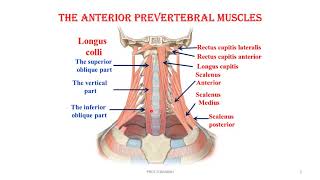 the anterior prevertebral muscles video [upl. by Carpet]