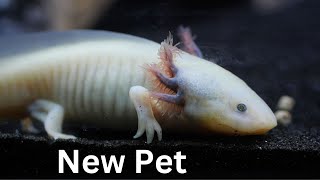 Axolotl New Tank Setup Guide [upl. by Nielson]