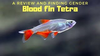 Cutest and Hardy Tetra Ever  Blood Fin Tetra [upl. by Yendis]