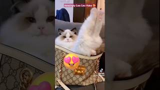 Amazingly Cute Cats Videocats video cat cats viral catlover shortsfeed cooknology [upl. by Reinhart]