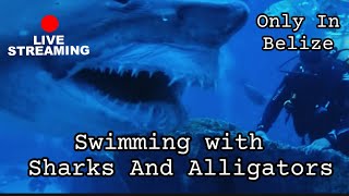 Swimming With Alligators 🐊 In Belize [upl. by Belding549]