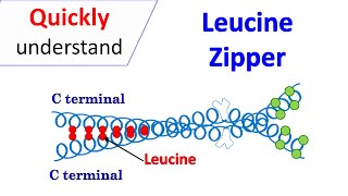 Leucine zipper motif [upl. by Esekram741]