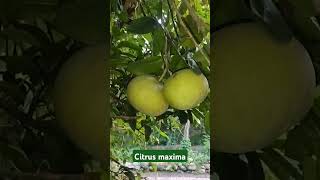 Citrus maxima Rutaceae [upl. by Llennod]