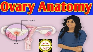 Anatomy of the Ovary  Ovarian ligaments  ovarian cancer  ovarian cancer symptoms [upl. by Eirovi]